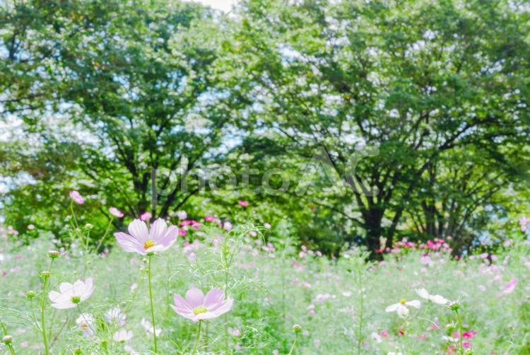 秋の木漏れ日に輝くコスモス３ コスモス,花,ピンクの写真素材