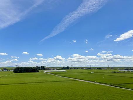 夏空の下に広がる緑の水田風景 水田,稲田,緑の写真素材
