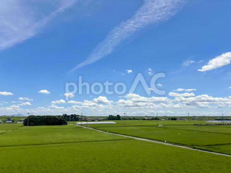夏空の下に広がる緑の水田風景 水田,稲田,緑の写真素材