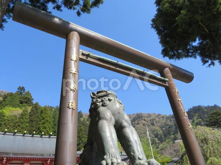 大山阿夫利神社下社の鳥居と狛犬 狛犬,鳥居,大山阿夫利神社の写真素材