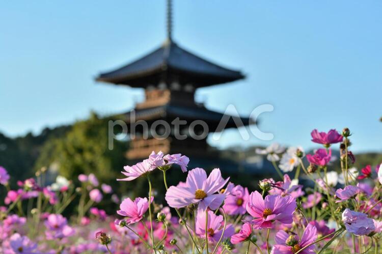 風景コスモス畑 コスモス畑,背景,植物の写真素材