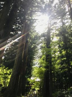 木漏れ日 自然,木,太陽の写真素材