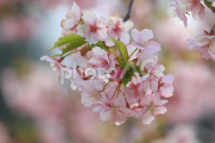 桜のピンクの花びら 桜,桃色,早春の写真素材