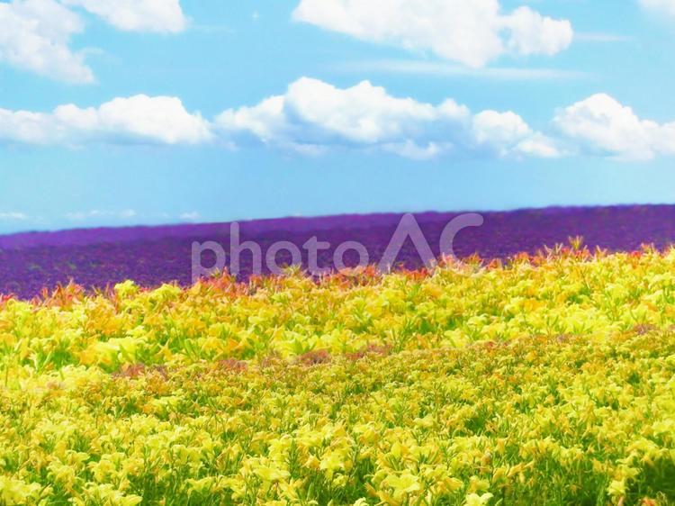 富良野の花畑 富良野,北海道,ラベンダーの写真素材