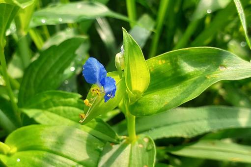 露草 露草の写真