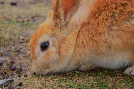 何かを探すウサギの横顔 何かを探すウサギの横顔 うさぎ,ウサギ,兎の写真素材
