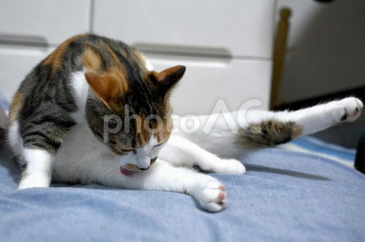 脚を舐めている生後5ヶ月の三毛柄の子猫 猫,子猫,ネコの写真素材