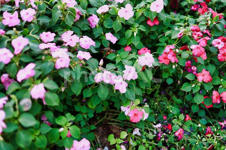 庭園の花の写真 花,ナチュラル,お洒落の写真素材