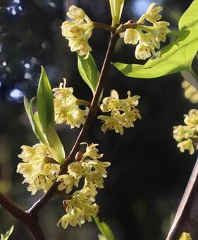 シロモジ シロモジ,花,自然の写真素材