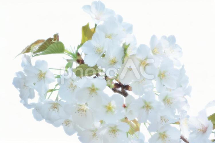 桜切り抜き 桜,切り抜き,パスの写真素材