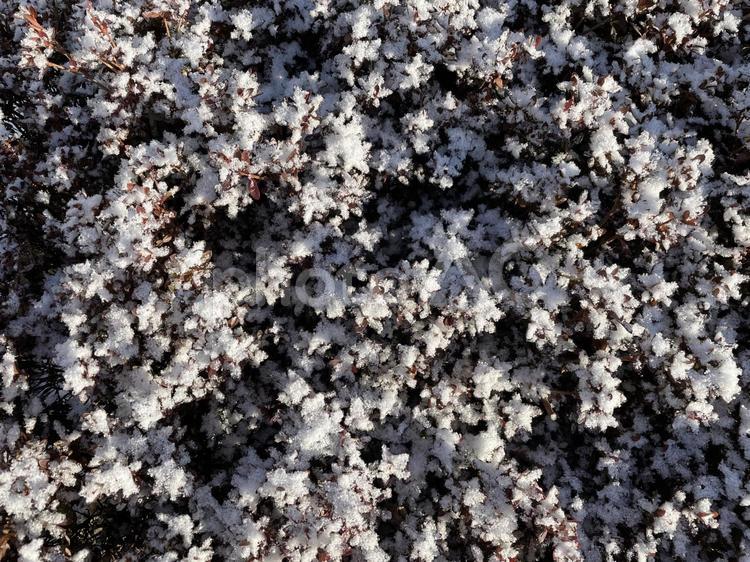 冬の朝　植木に積もった雪 冬,雪,粉雪の写真素材