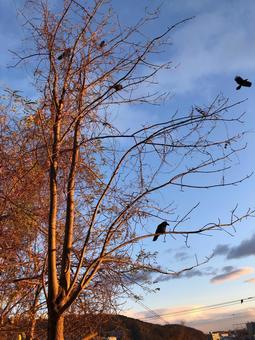 夜明けのカラス 冬,秋,朝の写真素材