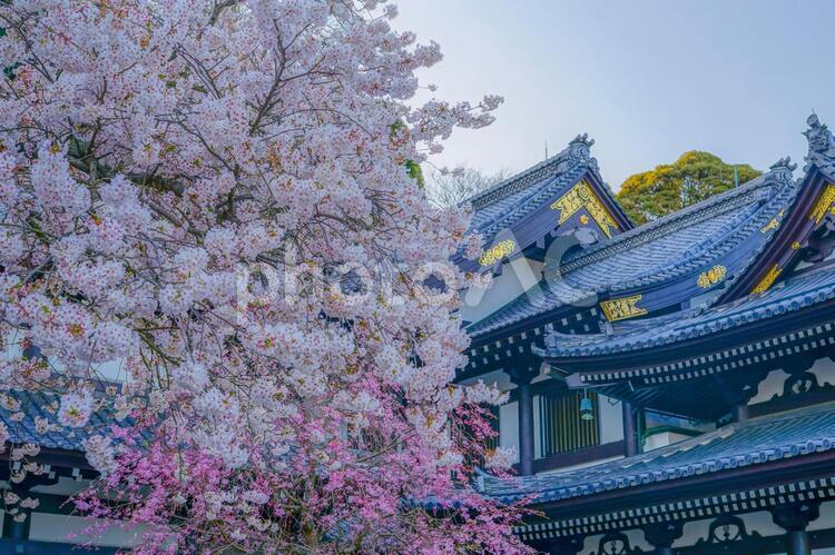 満開の桜と鎌倉長谷寺の風景 桜,さくら,サクラの写真素材