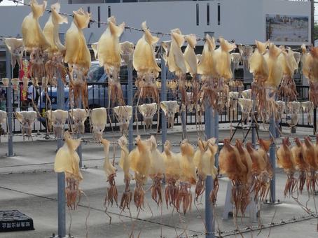 奥武島のトビイカの天日干し 奥武島のトビイカの天日干し トビイカの天日干し,奥武島,夏の風物詩の写真素材