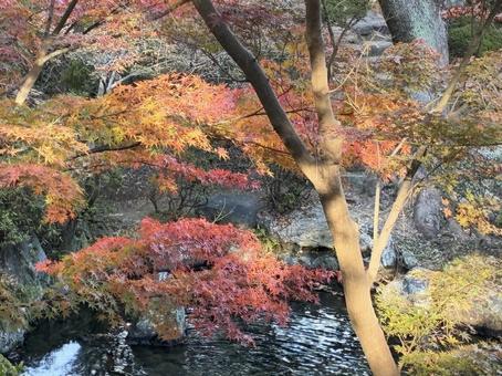 初紅葉 紅葉,西の丸庭園,紅葉渓庭園の写真素材
