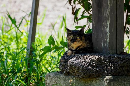 猫(208) 猫(208)の写真