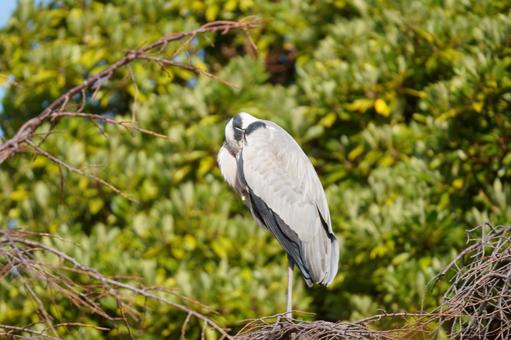 アオサギ アオサギ,鳥類,癒しの写真素材
