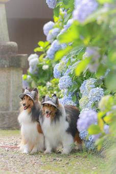 Photo, dog, outdoors, the scenery, 