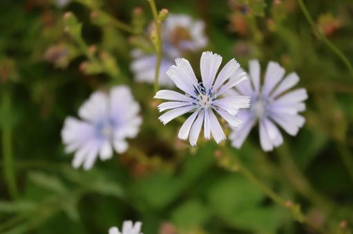 キクニガナ(チコリー)の可憐な花のアップ キクニガナ(チコリー)の可憐な花のアップの写真