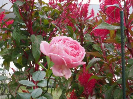バラ園にて綺麗な薔薇を撮影しました 花,薔薇,自然の写真素材