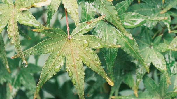 みどりもみじ みどりもみじ 紅葉,緑,背景の写真素材
