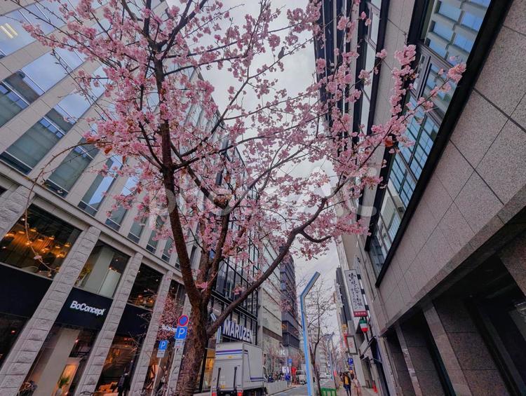 街中の桜 サクラ,桜,さくらの写真素材