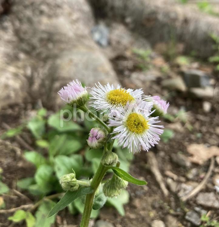  小さな春の証（ヒメジョオン） 野草,春の花,ヒメジョオンの写真素材