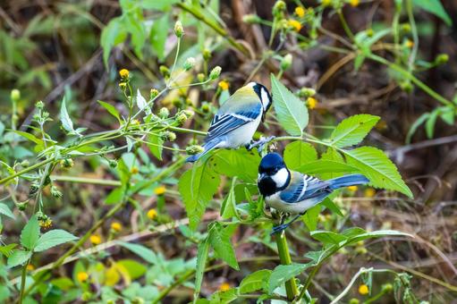 シジュウカラ(104)の写真