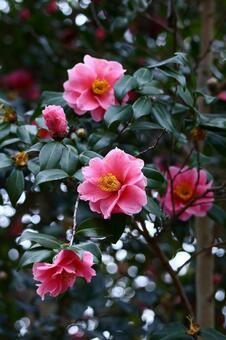 和を象徴する花木 ツバキ,椿,花の写真素材