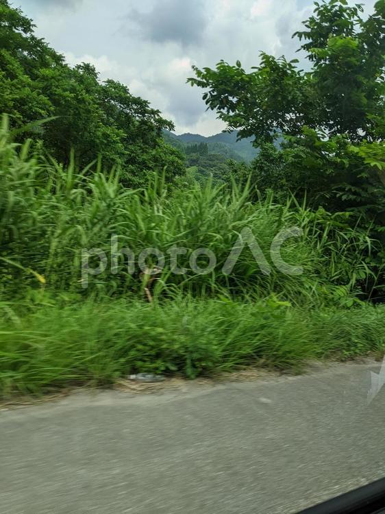 夏の風景 自然,ボタ山,木の写真素材
