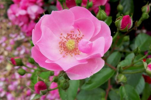 ピンクのバラ ピンクのバラ 薔薇,ピンクの花,園芸品種の写真素材