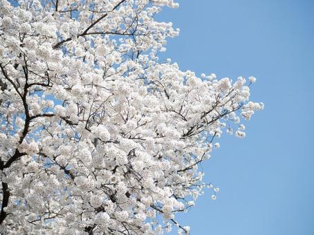 รูปถ่าย, ฤดูใบไม้ผลิ, ซากุระ, พื้นหลัง, 