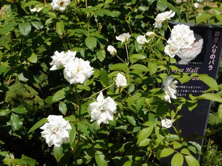 コントラストが上品な白い薔薇アイスバーグ バラ,花,ガーデニングの写真素材