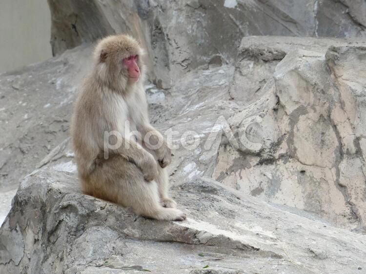 腰を下ろすサル山の猿、上野動物園 猿,サル,さるの写真素材