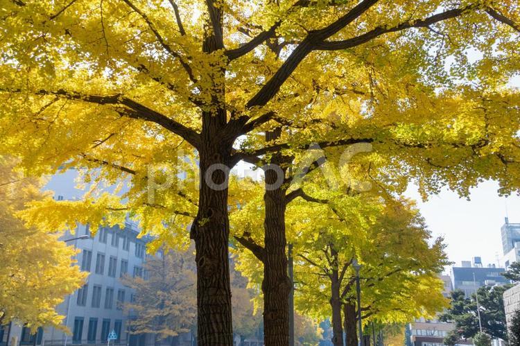 秋の気配・青空に映える黄色のイチョウ 紅葉,秋,イチョウの写真素材
