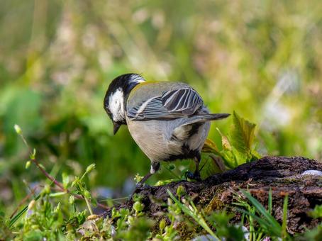 地面を歩くシジュウカラ 地面を歩くシジュウカラの写真