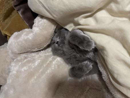 Photo, cat, a pet, cyberian, 