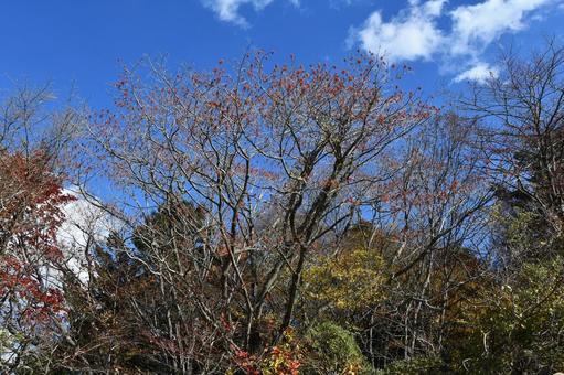 赤い実がつくイイギリの木の写真