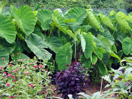 大きく育て我が家の里芋 大きく育て我が家の里芋 自宅,畑,野菜の写真素材