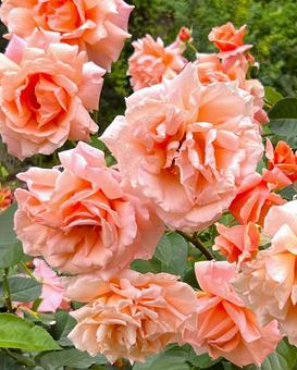 薔薇 薔薇 バラ,オレンジ色,はなやかの写真素材