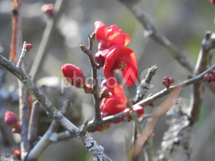 花と蕾(木瓜の花) 花,冬,1月の写真素材