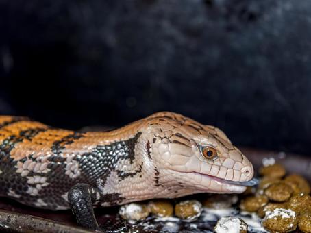 餌を食べるアオジタトカゲのアップ 餌を食べるアオジタトカゲのアップの写真