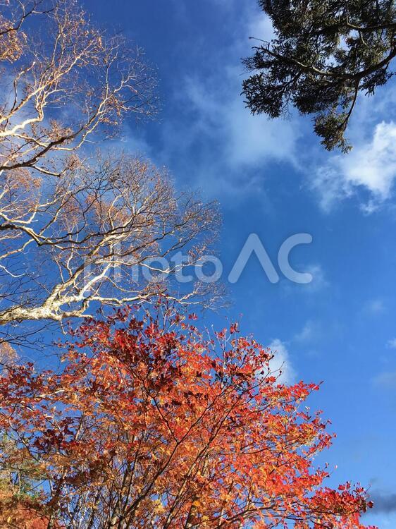 空を見上げて 秋,葉,木の写真素材
