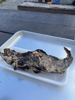 ニジマスの塩焼き ニジマスの塩焼きの写真