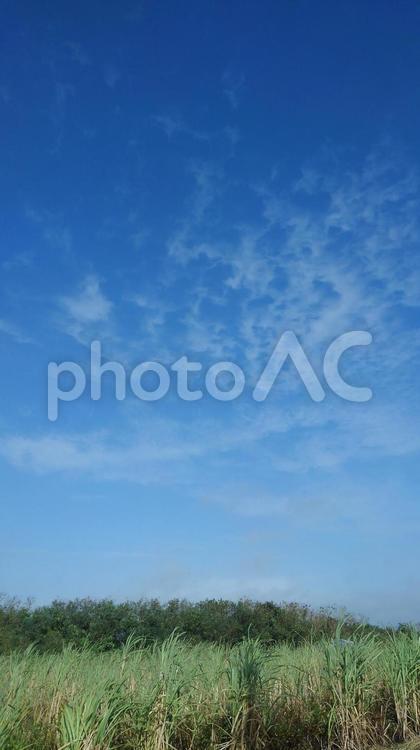 気持ちの良い青空と雲と緑の草木（縦ヴァージョン） 空,雲,草木の写真素材
