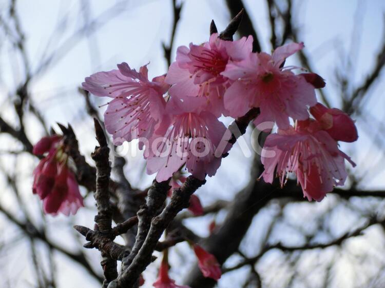 早咲きの桜 桜,春,花の写真素材