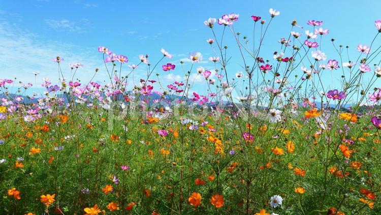 色とりどりのコスモス 秋,コスモス,秋桜の写真素材