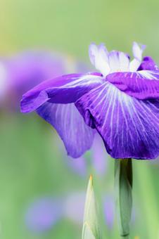 幻想的なパープルの花菖蒲の写真