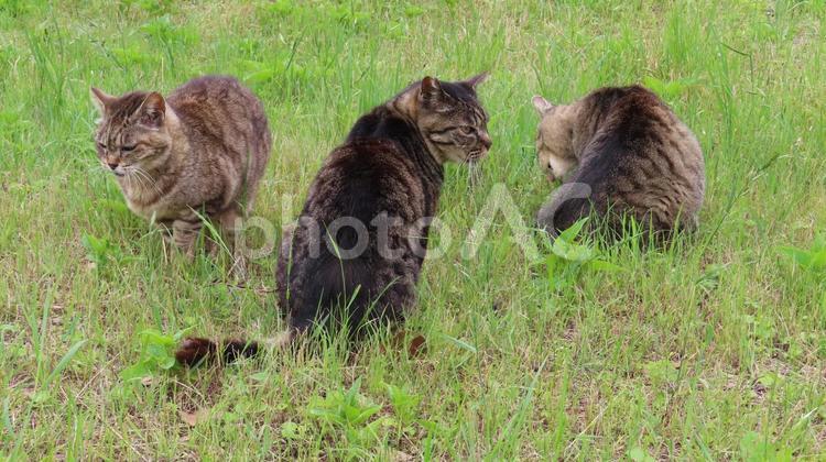 猫の集会に集まったもふもふな猫様たち 猫,キジトラ,3匹の写真素材