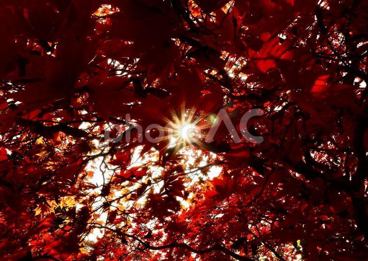 紅葉の間からもれる太陽の日差し 紅葉,自然,落葉の写真素材